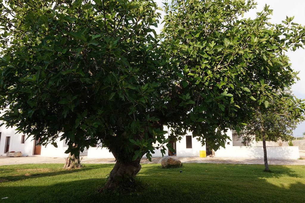 הוילה קופרטינו Masseria Pappo מראה חיצוני תמונה